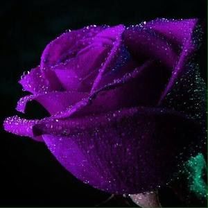 Meet your Posher, Joyce